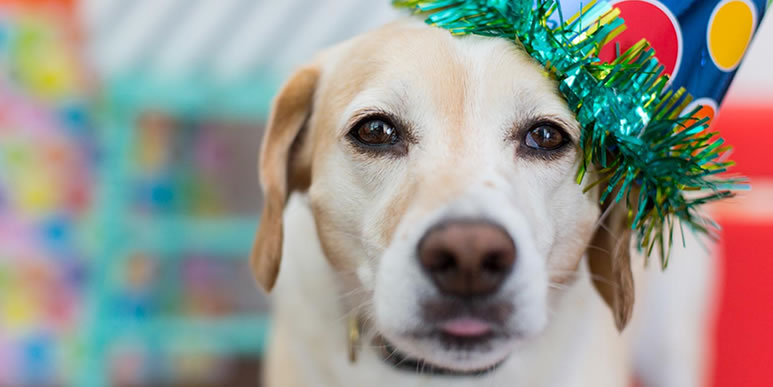 Пушистый подарок: правда ли, что дарить собаку- плохая идея?
