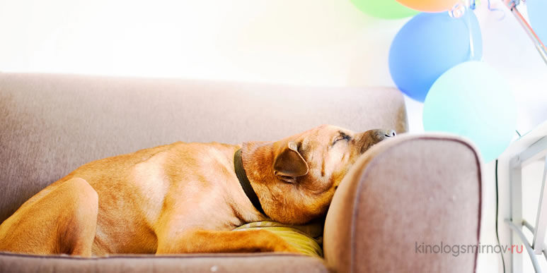 Как помочь собаке привыкнуть к новым людям или к шумной компании?