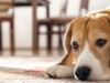 Повлияет ли стерилизация или кастрация на отношения с другими собаками?