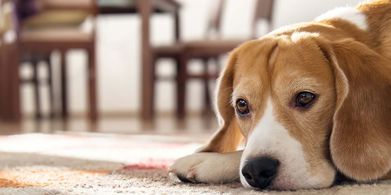 Повлияет ли стерилизация или кастрация на отношения с другими собаками?