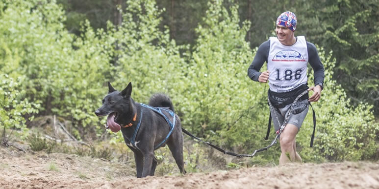 Партнер по марафону: какую собаку выбрать для совместных пробежек?