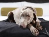 Везде как дома: специальный коврик поможет собаке справиться со стрессом