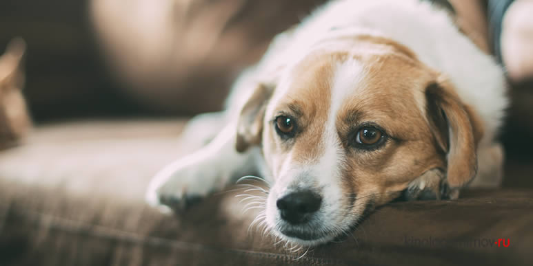 Любовь, стыд, страх. Какие эмоции способны переживать собаки?