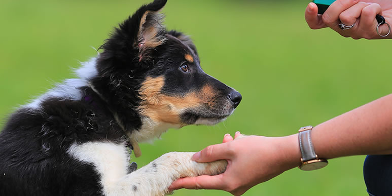 Как по языку тела собаки определить, что она хорошо усвоила навык?