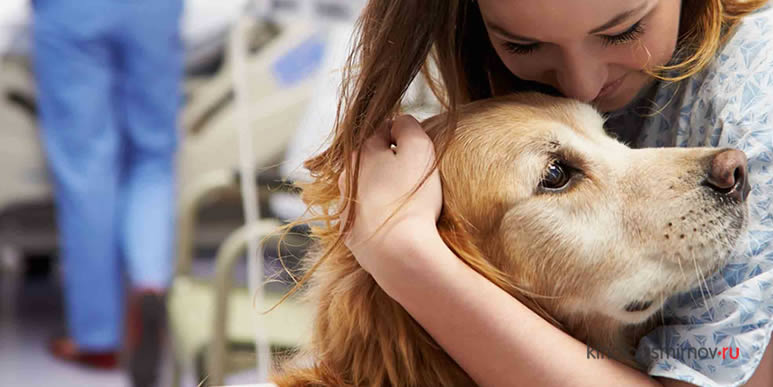 Использование собак в качестве терапевтов- жестокость по отношению к животным?