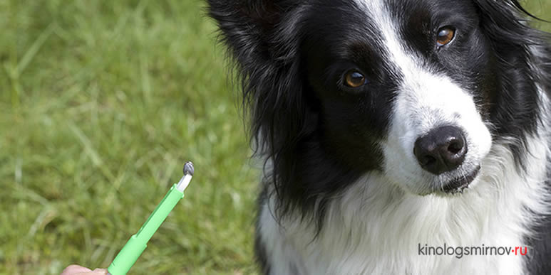 Три самых популярных средства защиты собаки от укусов клещей