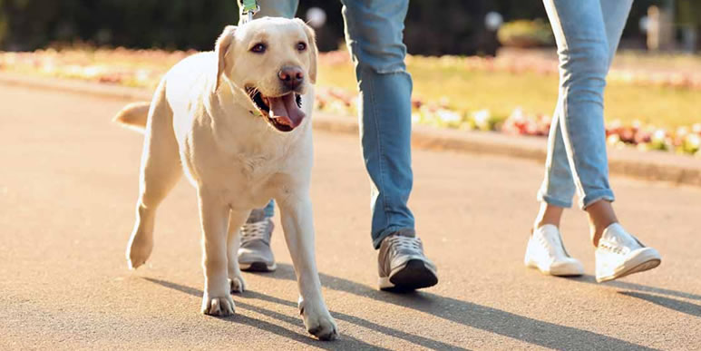 Две, три или больше: сколько прогулок в день нужно собаке?