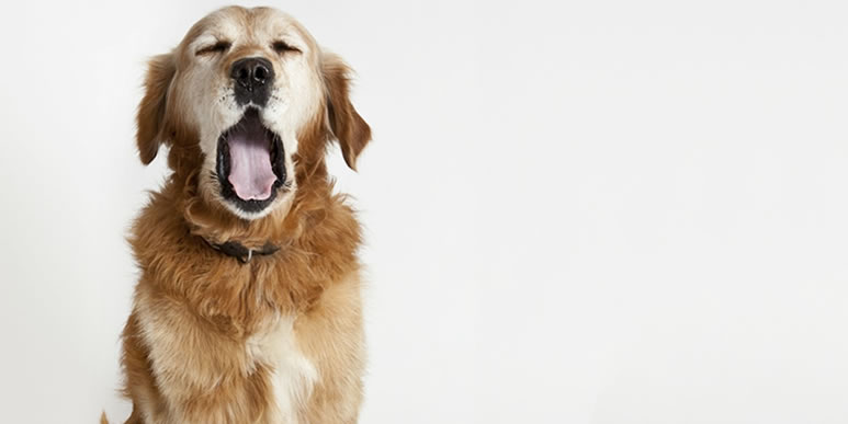 Зевота человека заразительна для собак