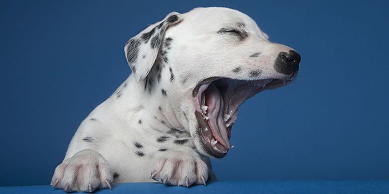 Сонливость, жест примирения или радость: зачем собаки зевают?